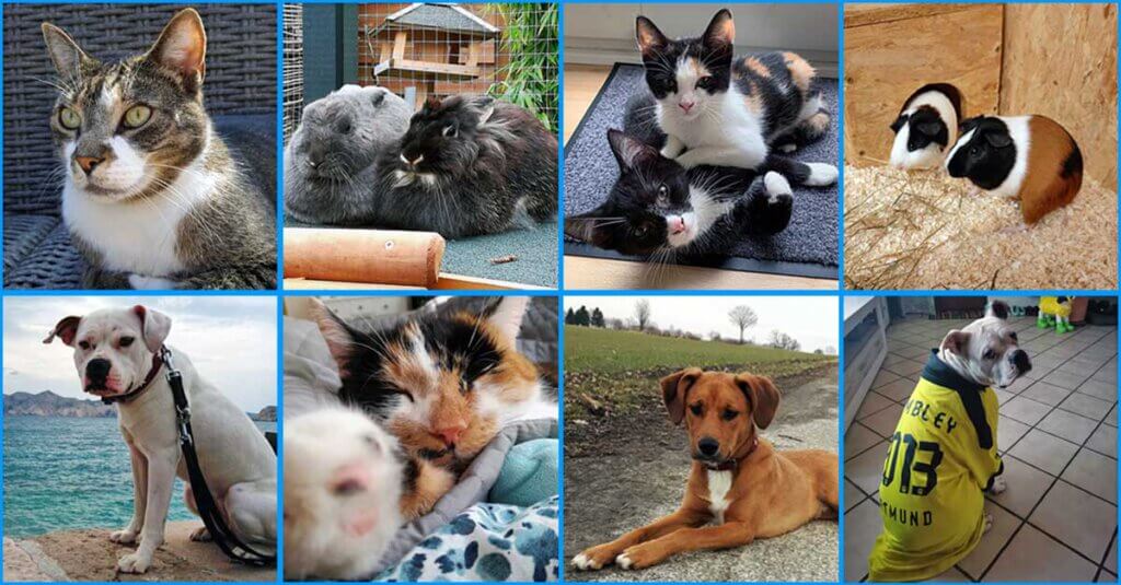 Ehemalige Tiere auf der Suche in ihrem neuen Zuhause. Fotos: privat