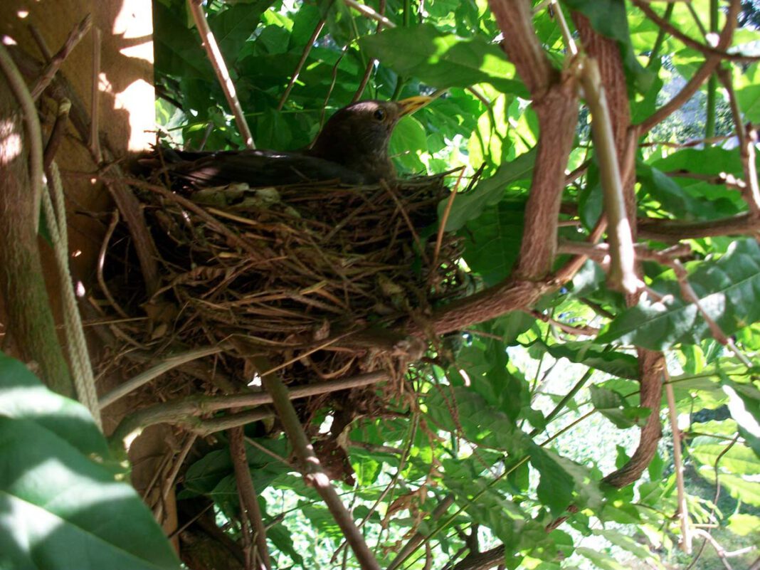 Nest, Hecke_pixabay Bald brüten wieder die heimischen Vögel. Für einen kräftigen Gehölzschnitt bleiben also nur noch wenige Tage Zeit. Foto: pixabay
