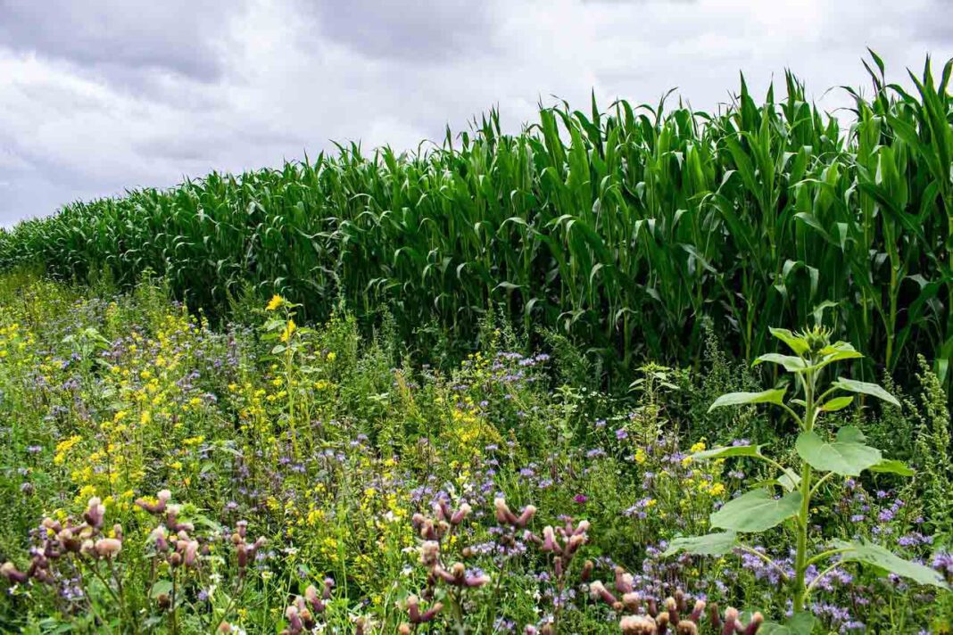 Blühstreifen_pixabay Die Idee: Bürger übernehmen die Patenschaft für eine Fläche, auf der ein Landwirt für fünf Jahre eine Insekten freundliche heimische Pflanzensaat ausbringt und den regelmäßigen Schnitt sowie die Abfuhr der Mahd sicherstellt.