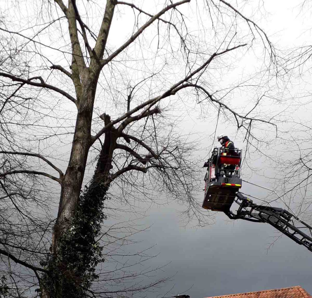 Feuerwehr_Ast Vor Ort drohte ein größerer Ast, der bereits abgebrochen war, auf einen Gehweg zu fallen. Dieser armdicke Ast lag in ca. 5 Meter höhe lose auf einer Astgabel. Die Erkundung ergab, das die Drehleiter hier in Stellung gebracht werden konnte. Foto: Feuerwehr Werne