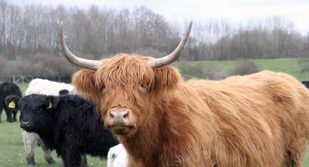 Die schottischen Rinder sind liebenswerte und zutrauliche Tiere. Züchter Konrad Linnemann aus Werne hält eine Herde in den Lippeauen in Lünen-Alstedde. Foto: Wagner