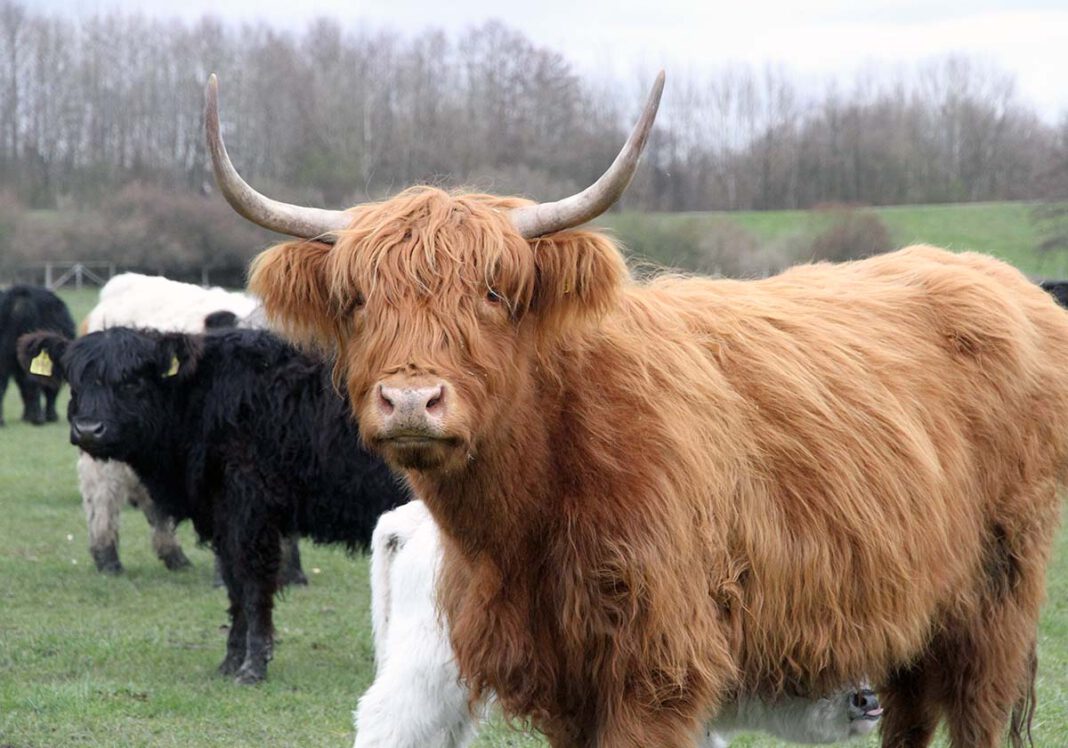 Highlandrinder 2 Die schottischen Rinder sind liebenswerte und zutrauliche Tiere. Züchter Konrad Linnemann aus Werne hält eine Herde in den Lippeauen in Lünen-Alstedde. Foto: Wagner