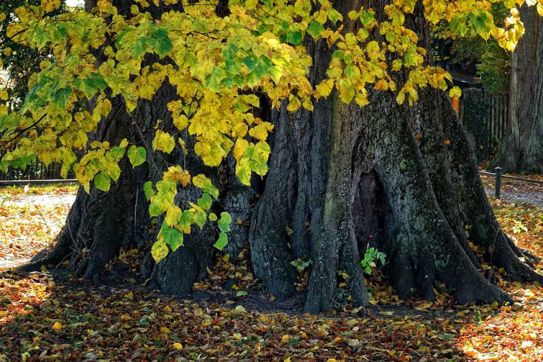 Linde_pixabay Die Linden an der August-Macke-Straße bleiben vorerst stehen. Ein Antrag von Anwohnern auf Fällung wurde im Ausschuss abgelehnt. Symbolfoto: pixabay