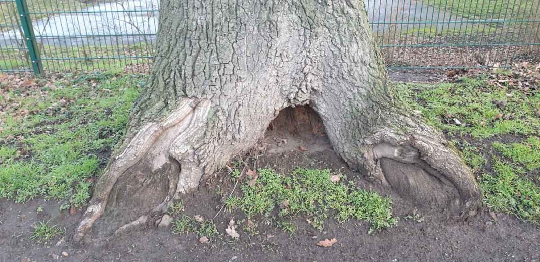 Eiche_Verbandstraße_06.04.2021 Die Eiche an der Verbandstraße weist starke Höhlungen und Morschungen im Stamminneren sowie Pilzbefall auf und muss deshalb gefällt werden. Foto: Stadt Lünen