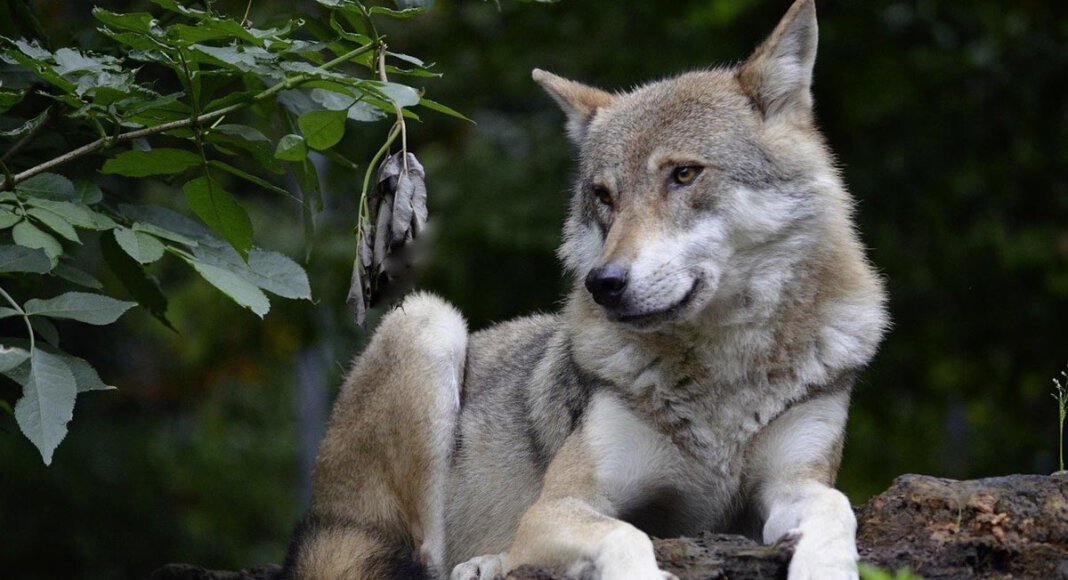 Ein Wolf ist auf Werner Stadtgebiet in eine Fotofalle getappt. Symbolfoto: pixabay