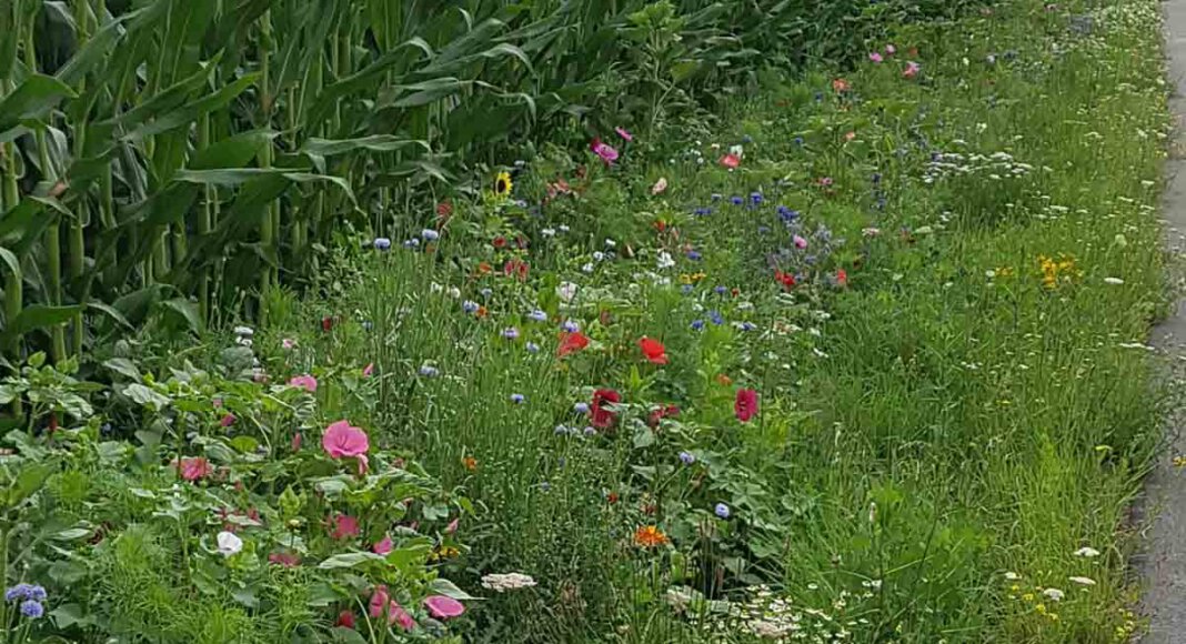 Mehr Blühwiesen, wie diese in Herbern, sollen in der Gemeinde Ascheberg entstehen, wünschen sich die Freien Wähler. Foto: Gaby Brüggemann