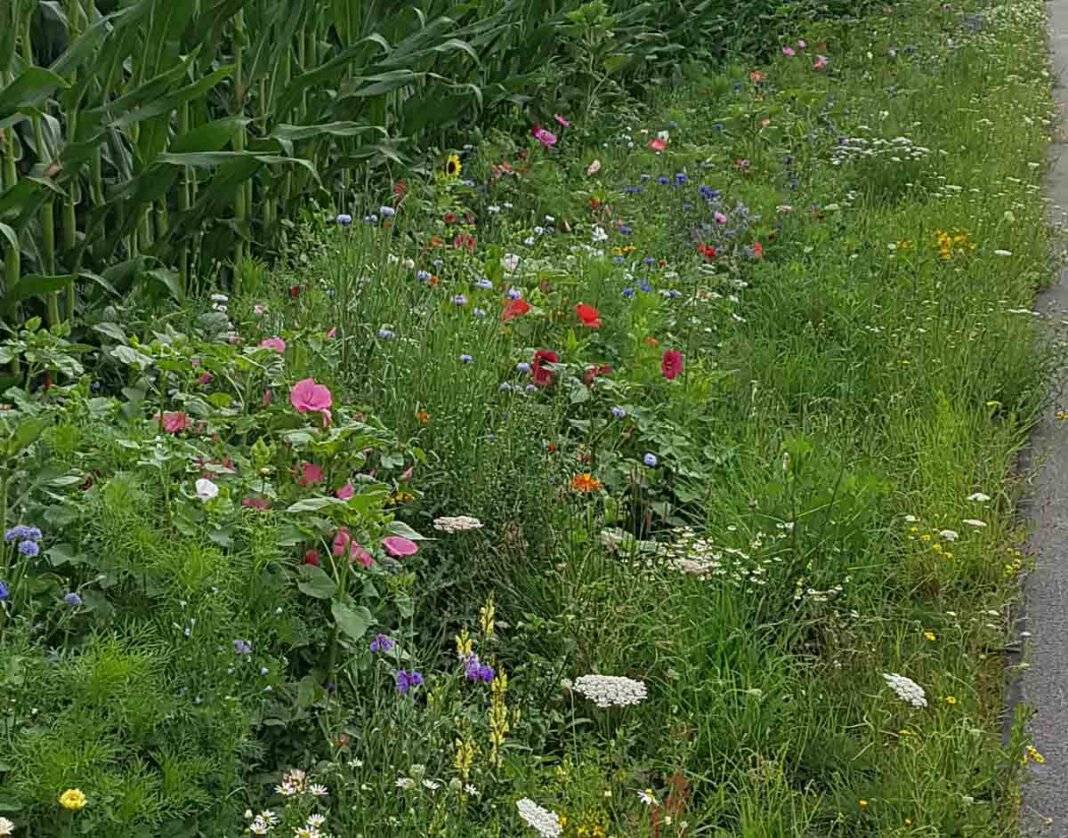 Blühwiese Herbern Mehr Blühwiesen, wie diese in Herbern, sollen in der Gemeinde Ascheberg entstehen, wünschen sich die Freien Wähler. Foto: Gaby Brüggemann