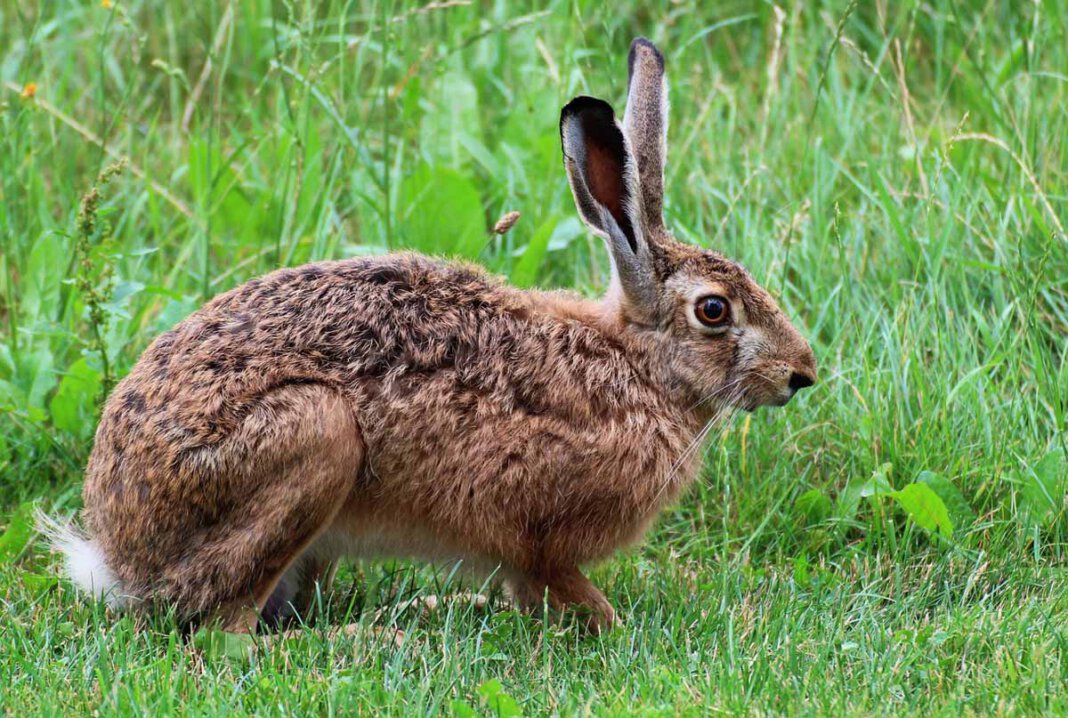 Hase_pixabay Zwei Fälle der Hasenpest sind in Werne aufgetreten. Die Kreisveterinärbehörde warnt davor, tote Tiere zu berühren. Symbolfoto: pixabay
