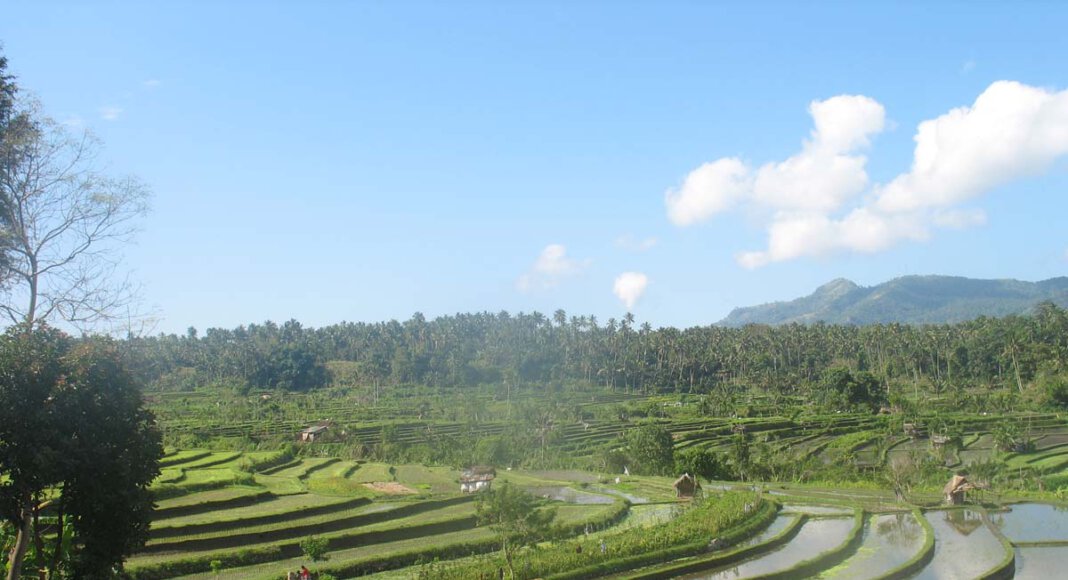 Auf einer Reisplantage, wie hier auf Bali, wird unter schweren Bedingungen angebaut. Foto: Börste