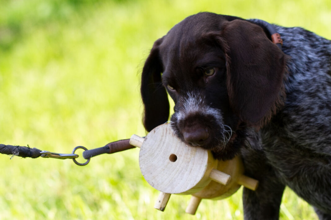 Jagdhunde 1 Der Deutsch Drahthaar- Welpe „Branco“ von Herrchen Klaus Jürgen Buse wird spielerisch auf die Ausbildung zum Jagdhund vorbereitet. Foto: Isabel Schütte