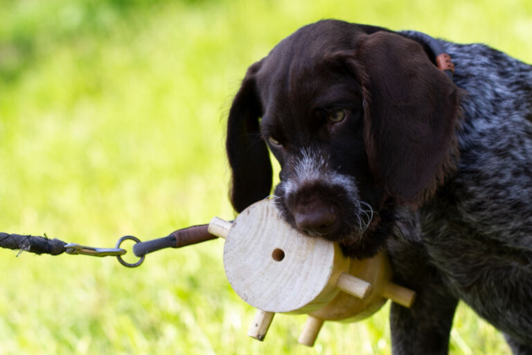 Der Deutsch Drahthaar- Welpe „Branco“ von Herrchen Klaus Jürgen Buse wird spielerisch auf die Ausbildung zum Jagdhund vorbereitet. Foto: Isabel Schütte