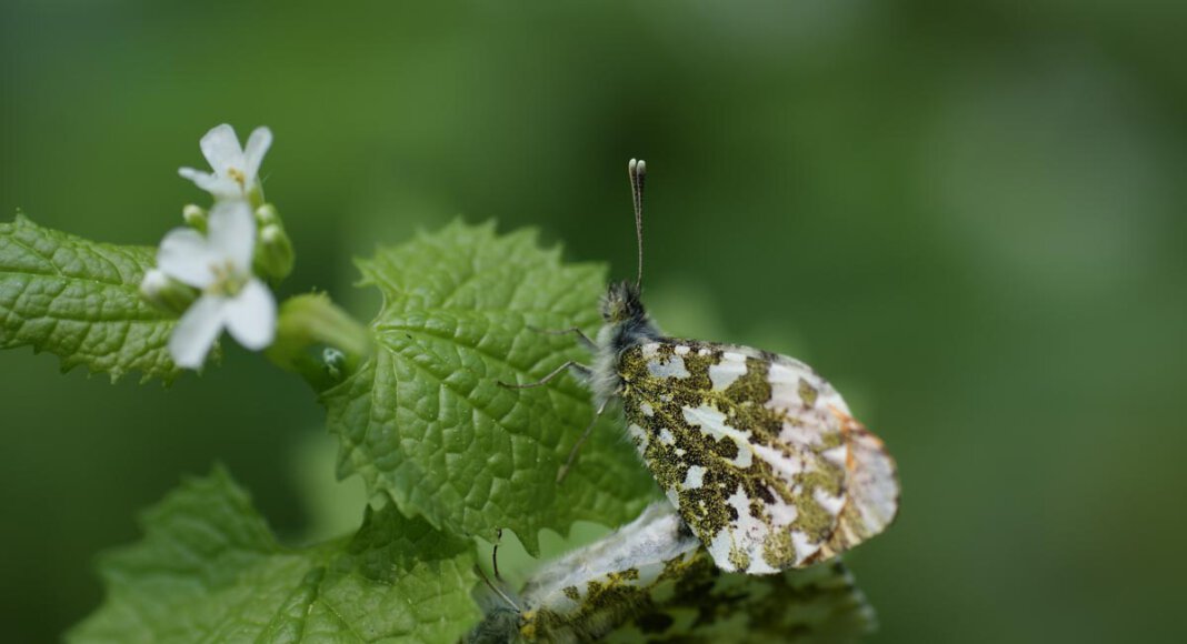 Eine Schmetterlingsexkursion mit Ulrich Dierkschnieder wird angeboten. Dann gibt es wahrscheinlich auch Aurorafalter zu bestaunen. Foto: Storm