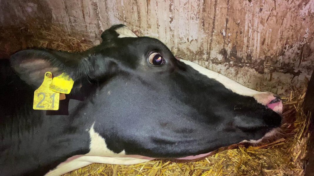 Kuh_Soko Tierschutz Grausame Bilder aus einer Viehsammelstelle in Werne erreichten bundesweite Aufmerksamkeit. Bei aller Empörung müssen nun die Ermittler/innen der Staatsanwaltschaft in Ruhe arbeiten dürfen, meint WERNEplus. Foto: SOKO Tierschutz