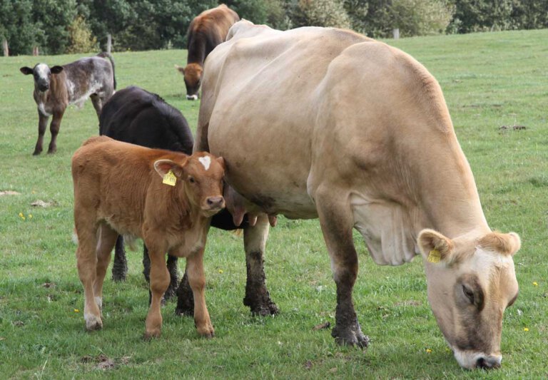 Tierschutzverstoß: Behörden schließen Viehsammelstelle