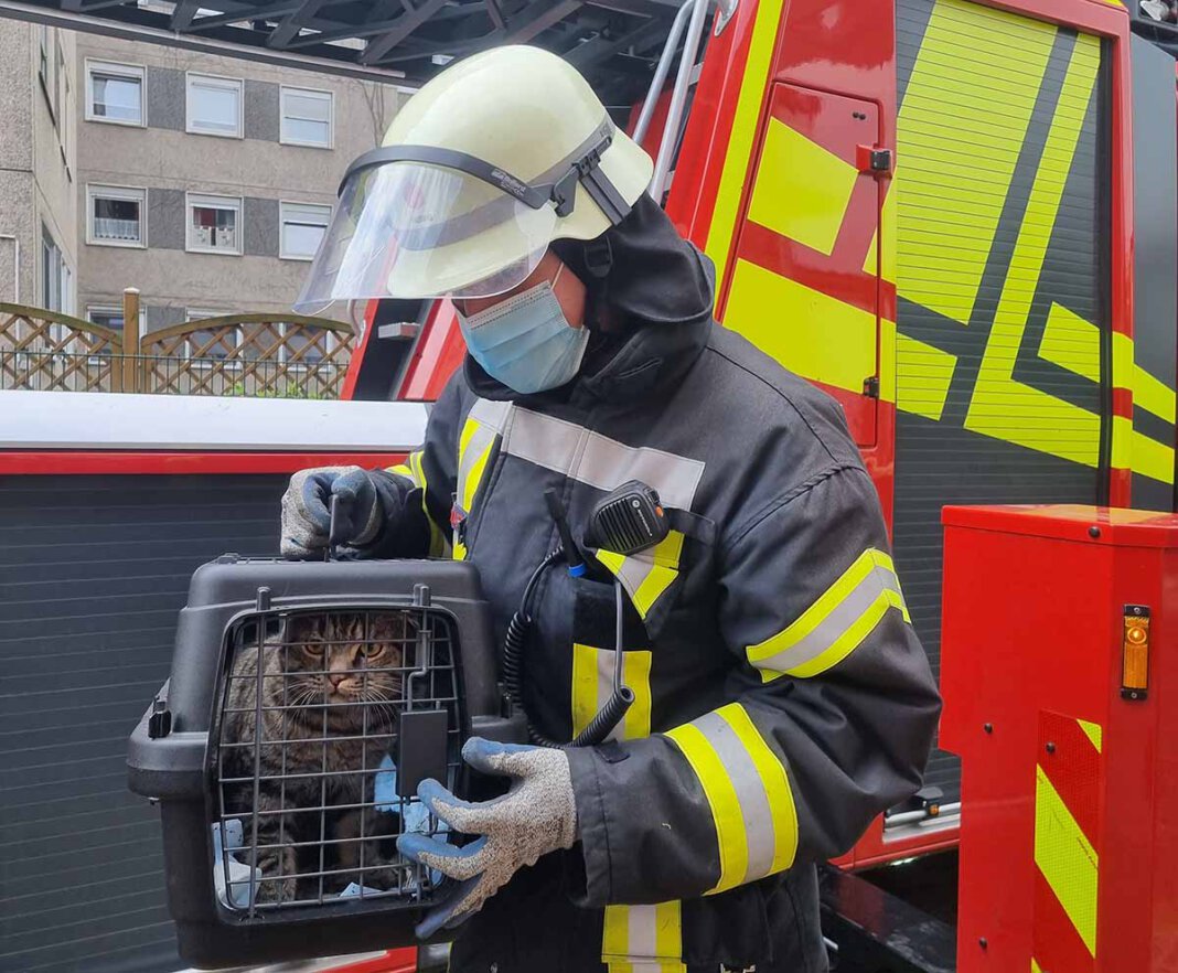 Feuerwehr_katze 1 Die Feuerwehr befreite die Katze aus einer misslichen Situation. Das Haustier stecke in einer Dachrinne fest. Foto: Feuerwehr Werne