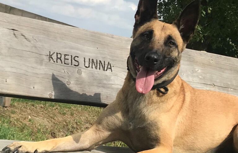 Polizeihund Theo war seinen zweibeinigen Kollegen eine wertvolle Hilfe. Foto: Kreispolizeibehörde Unna