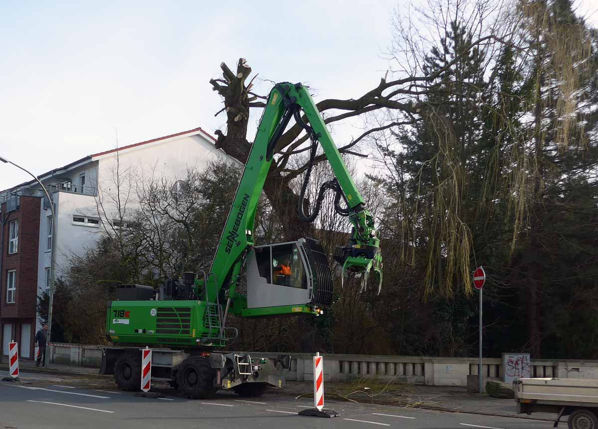 Der 80 Jahre alte Baum an der B54 musste zerlegt werden. Foto: Rainer Schulz