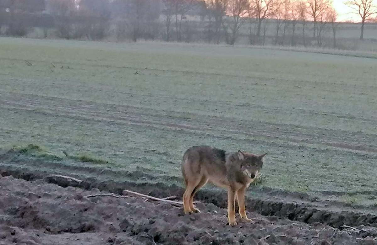 Dieser Wolf wurde am Dienstagmorgen in Stockum gesichtet. Gefahr gehe von ihm nicht aus, so ein Experte. Foto: Privat