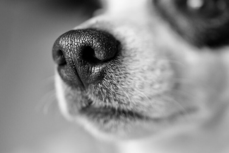In Obhut: Kreis Unna beendet Verwirrung um einsamen Hund