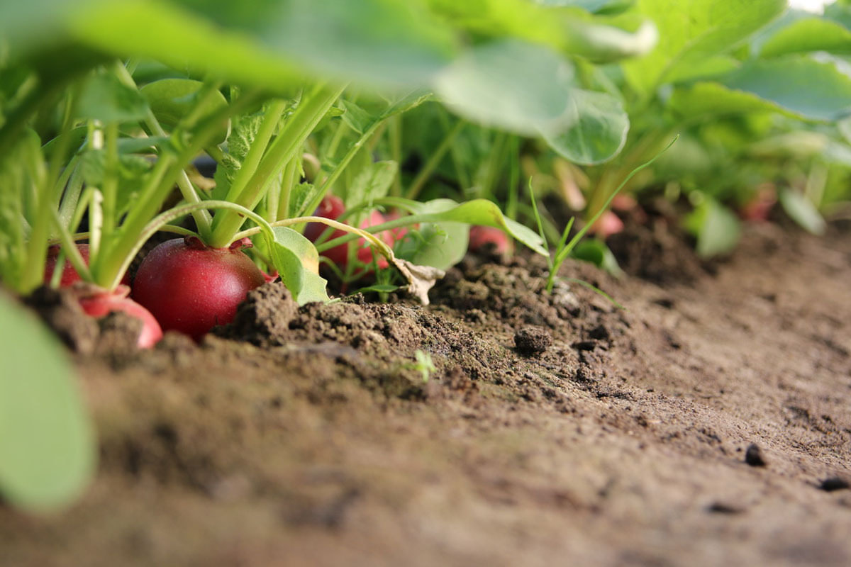 Seit dem 1. August 2022 gibt es in Werne eine Solidarische Landwirtschaft. Schon im nächsten Frühling sollen 100 Haushalte wöchentlich mit frischem Bio-Gemüse aus eigenem Anbau versorgt werden. Foto: privat