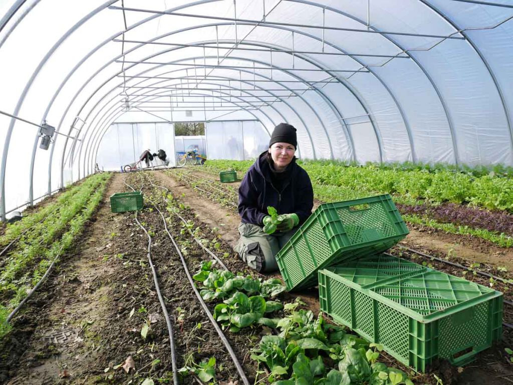 Handarbeit ist bei der Spinaternte in der Gärtnerei Stadtgemüse angesagt. Unmittelbar anschließend wird das frische Gemüse verteilt. Fotos: Brüggemann