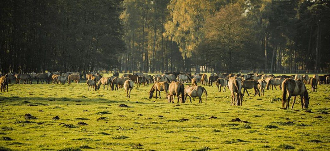 Die letzte verbliebene Wildpferdebahn auf dem europäischen Kontinent befindet sich in Dülmen. Foto: pixabay