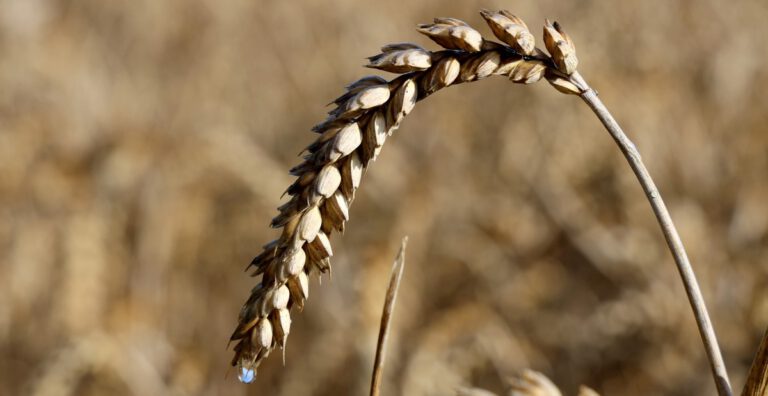 Getreideernte ist gestoppt: Landwirte hoffen auf Regenpause