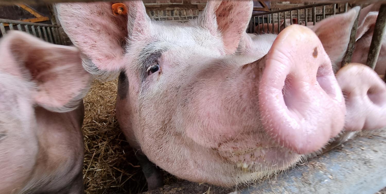 Führung durch den MusterSchweinestall der Ökologiestation Werne Plus