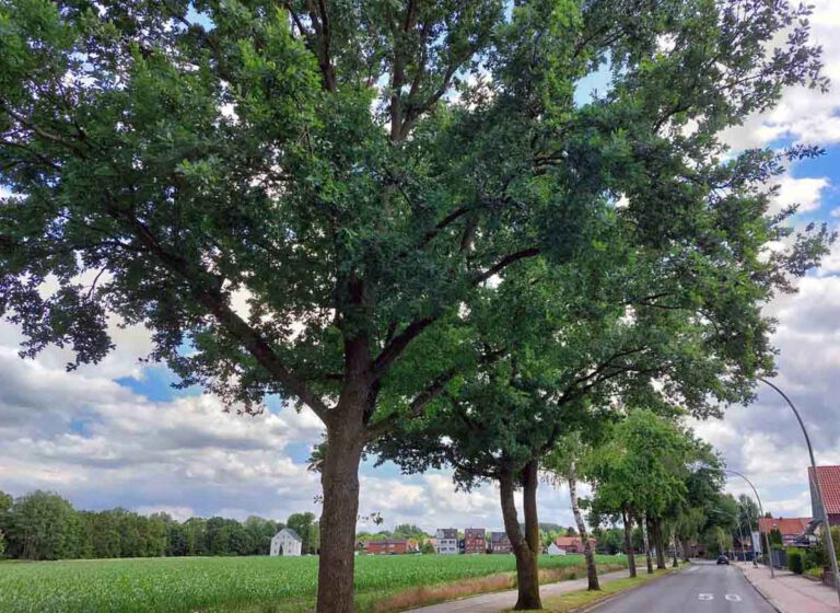 Im Zuge des Klimawandels und den steigenden Herausforderungen, denen sich Stadtbäume gegenübersehen, muss auf Grund der heutigen Situation zum Klimawandel über den Schutz der Bäume verstärkt nachgedacht werden, heißt es unter anderem in den Antrag. Foto: Wagner