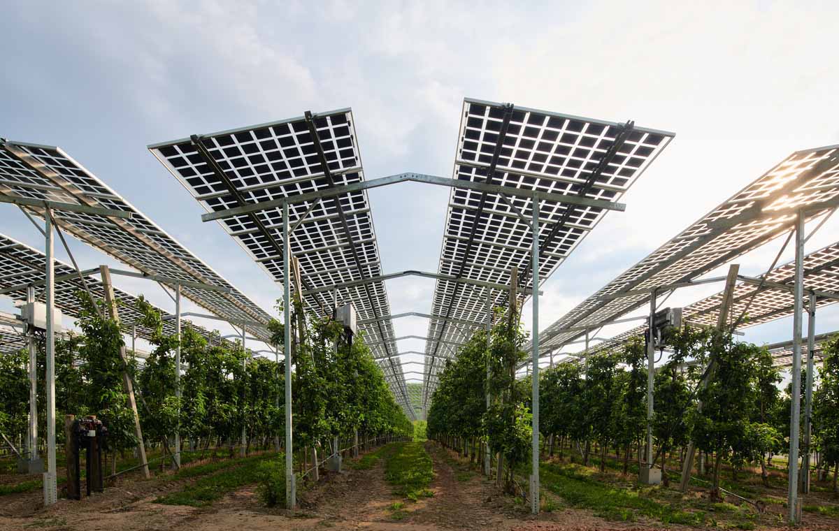 Hoch aufgeständerte Agri-PV-Anlagen versprechen besondere Synergien. Foto: Fraunhofer ISE