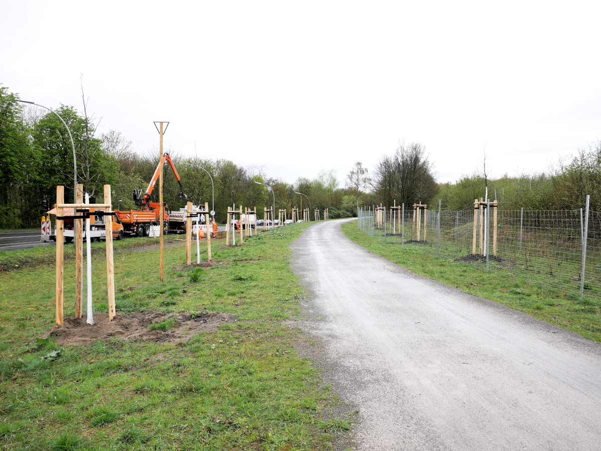 Die Nachpflanzungen mit heimischen Bäumen und Sträuchern nach dem Neubau der Lippebrücke zu beiden Seiten der Lippe sind abgeschlossen. Den dortigen Abschnitt des Zechenradwegs säumen nun Hainbuchen, Schwarzerlen. Stieleichen und Feldahorn. Foto: Gaby Brüggemann