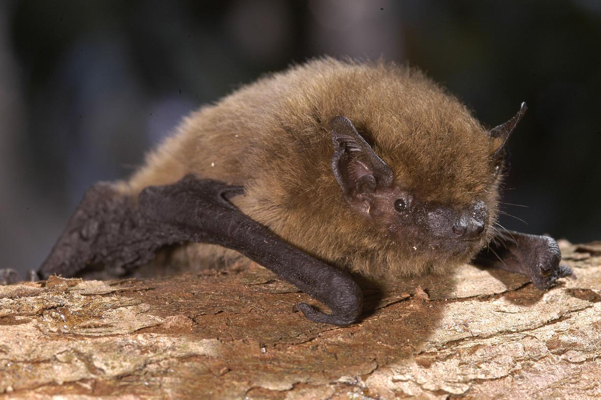 Bei einer Fledermaus in Selm-Bork ist die Tollwut nachgewiesen worden. Symbolbild: Giese