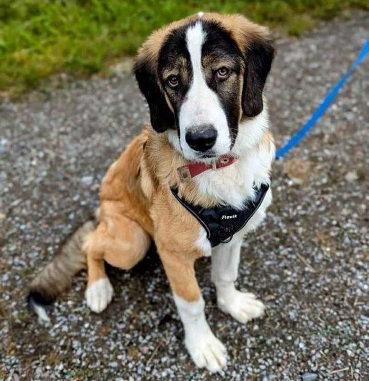 Hündin Heidi sucht ein Zuhause. Foto: Tierheim Kreis Unna