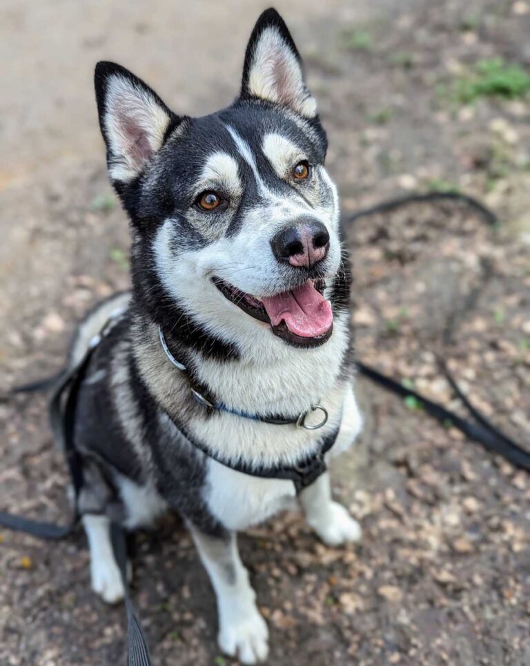 Husky Jonas sucht ein Zuhause. Foto: Tierheim Kreis Unna