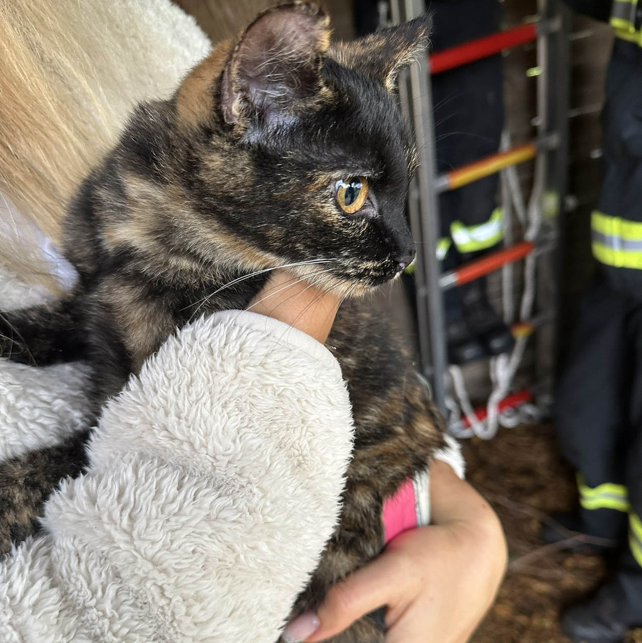 Feuerwehr-Klassiker: Eine Katze wurde aus dem Baum gerettet und der Besitzerin übergeben. Fotos: FFW