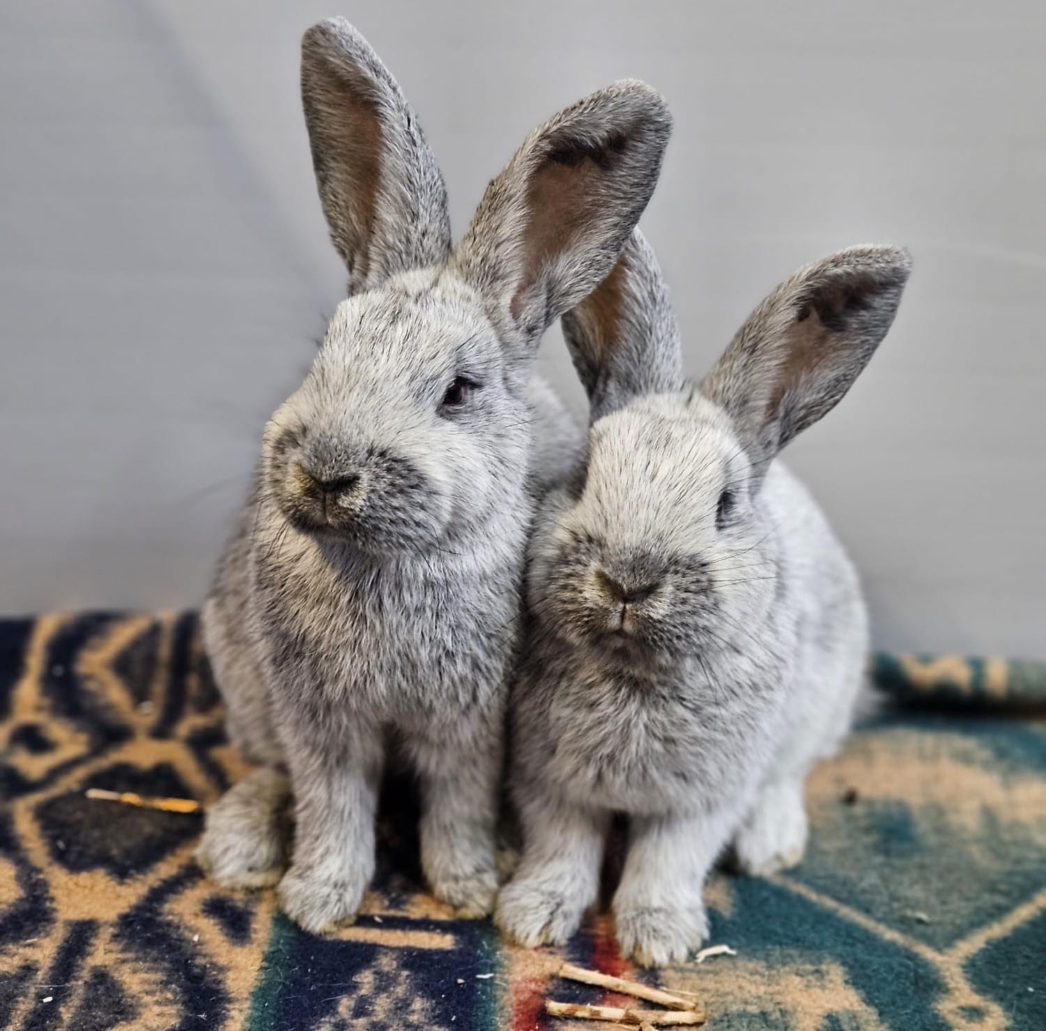 Zwei der 16 Kaninchen, die vom Tierheim Kreis Unna in gute Hände vermittelt werden. Foto: Kreis Unna