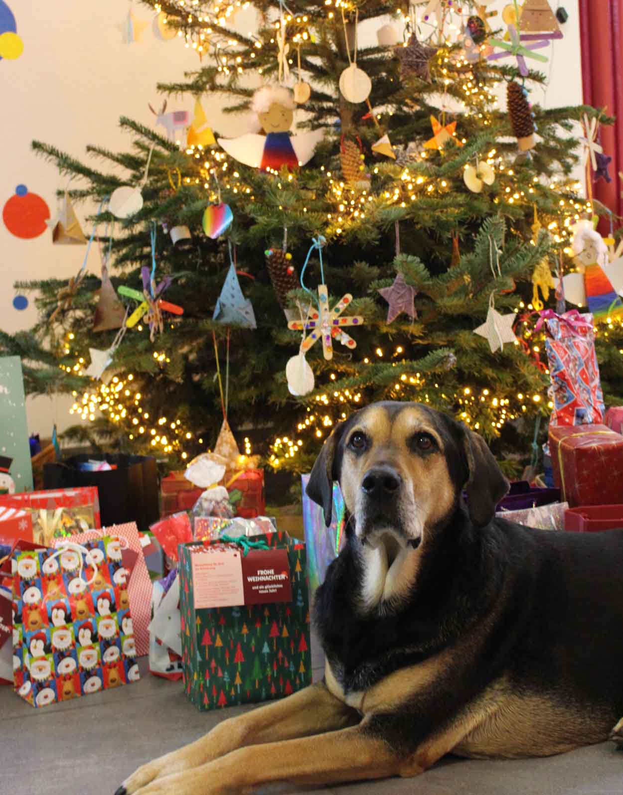 Jugendhilfe-Hund Balu mit Weihnachtsgeschenken vor dem Tannenbaum im Bunten Haus. Foto: JHW