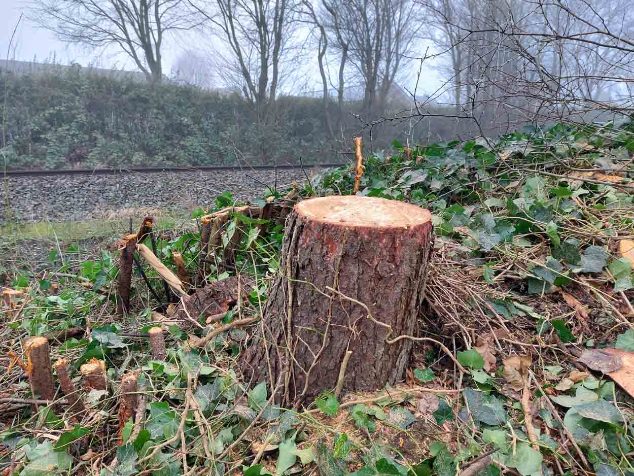 Der Kahlschlag am Brinkhof war Thema im jüngsten Betriebsausschuss des KBW. Zudem wurde der neue Pflegeplan der städtischen Grünanlagen vorgestellt. Foto: Wagner