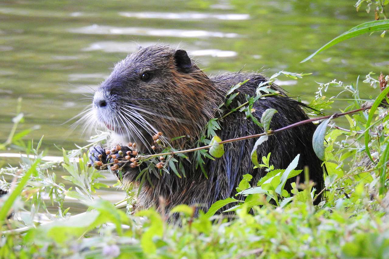 Nutrias haben sich am Stadtsee zur Plage entwickelt und werden nun mit Lebendfallen gejagt. Symbolbild: pixabay