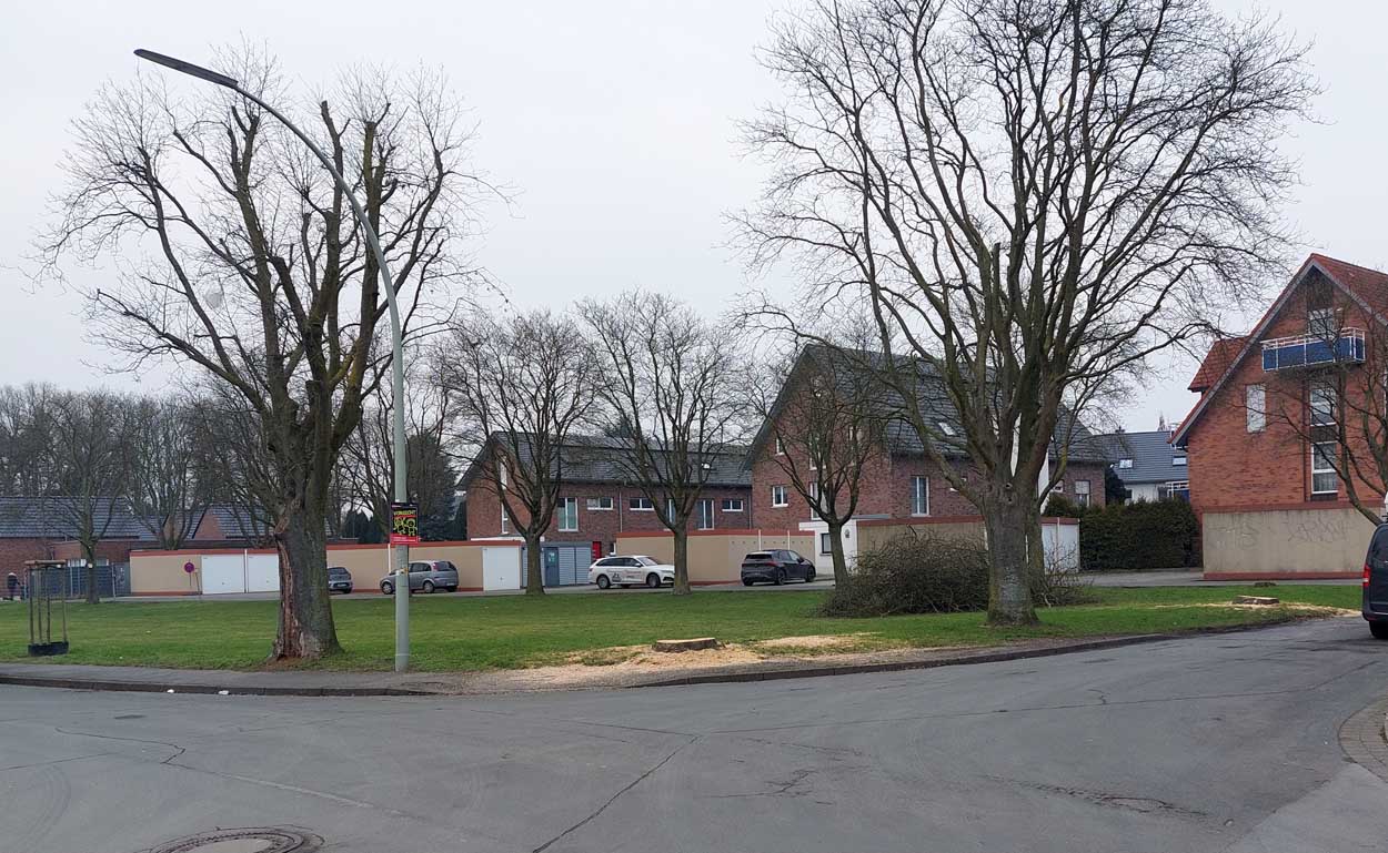 An der Klöcknerstraße/ Waldstraße sind die ersten von sieben Bäumen der Art 