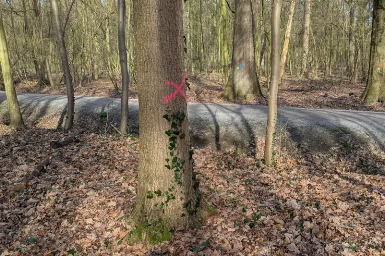 Baumfällungen und Gehölzschnitt im Stadtwald zur Vorbereitung der Umgestaltung des Piepenbach starten am 26. Februar 2025. Foto: Stadt Werne